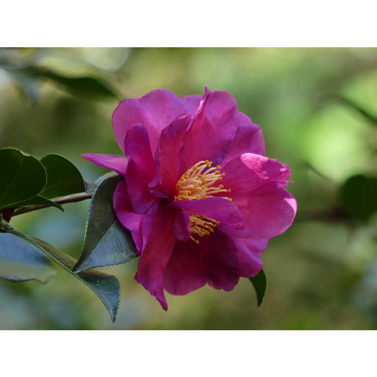 Camellia ×vernalis 'Hiryû' - vernal camellia
