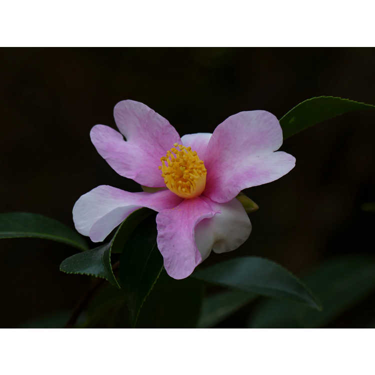 Camellia 'Yume' - camellia