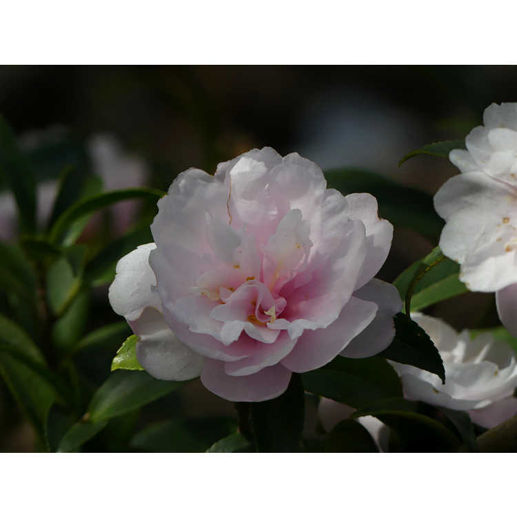 Camellia sasanqua 'Autumn Sentinel'
