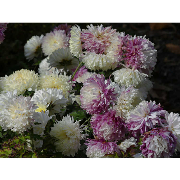 Chrysanthemum double cream