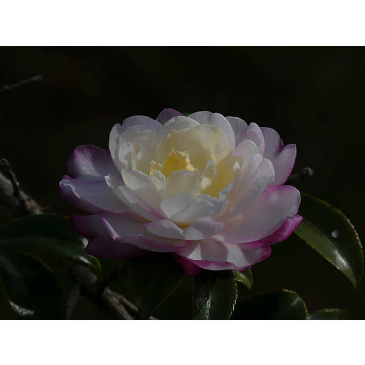 Camellia 'Green 98-013'