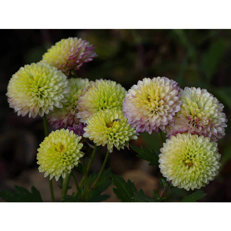 Chrysanthemum morifolium 'Froggy'