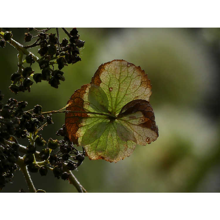 Hydrangea aspera 'Amethyst Crown'