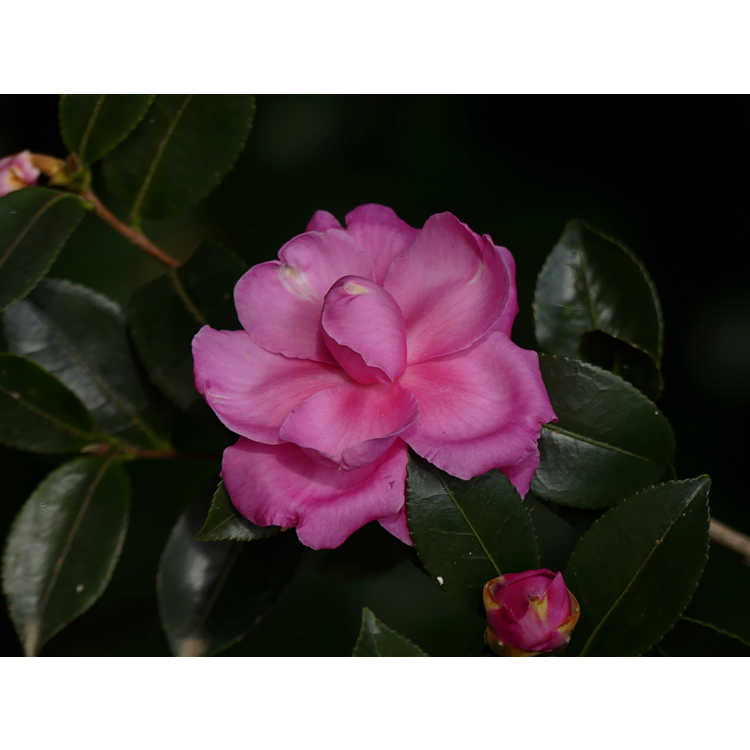 Camellia sasanqua 'Green 99-031'