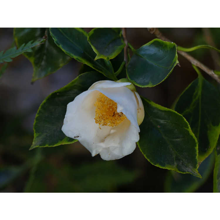 Camellia japonica 'Benten-shiratama' - Japanese camellia