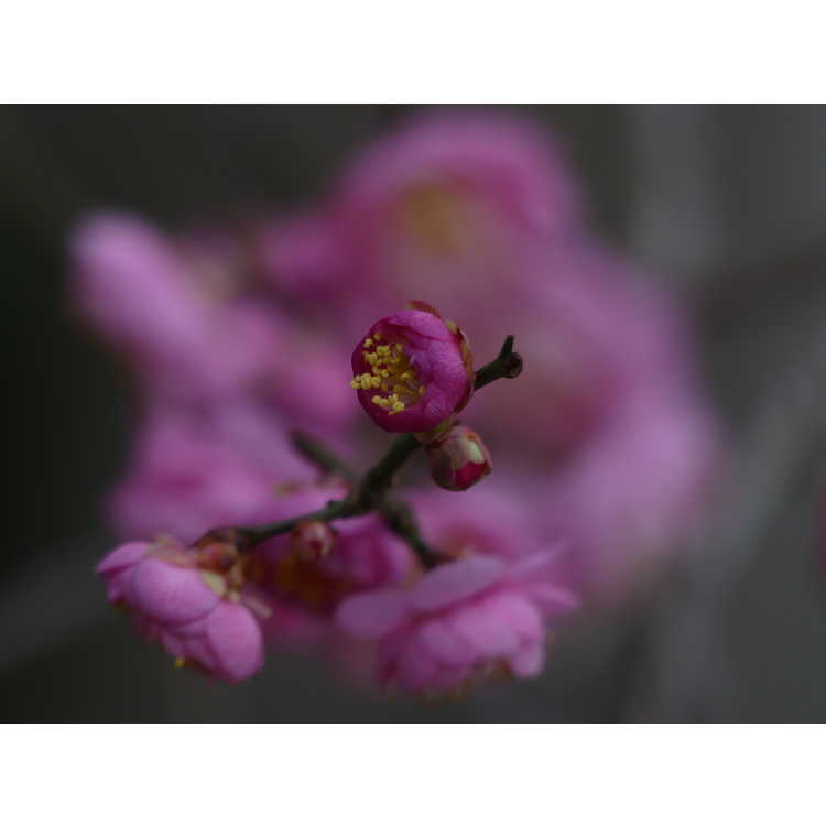 Prunus mume 'Peggy Clarke' - pink flowering apricot
