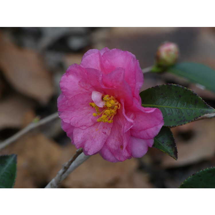 Camellia hiemalis Shishi Gashira