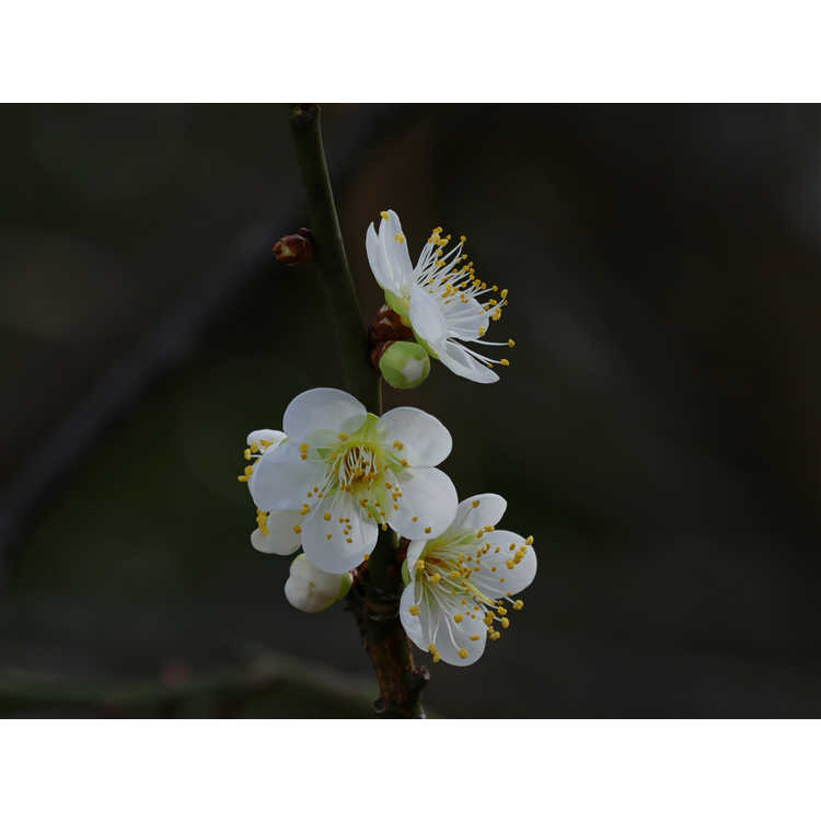 Prunus mume 'Tama'