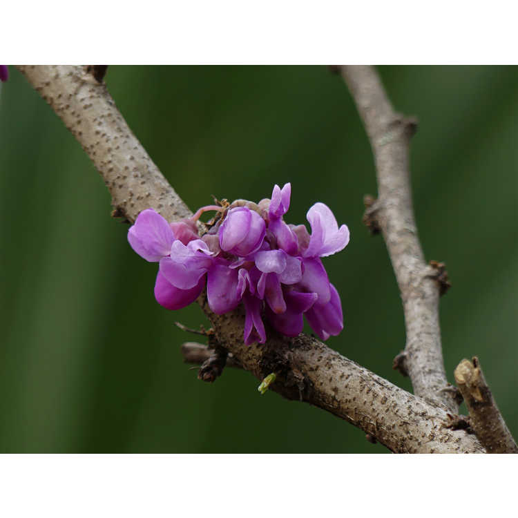 Cercis chinensis Kays Early Hope