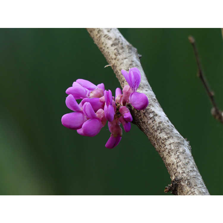 Cercis chinensis Kays Early Hope