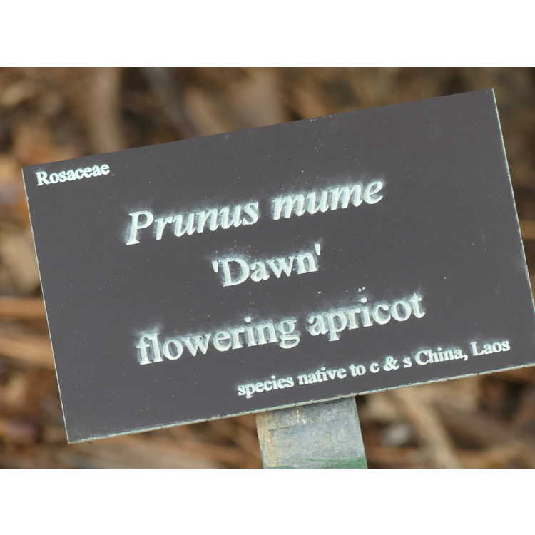 Prunus mume 'Dawn' - flowering apricot