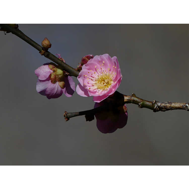 Prunus mume 'Omoi-no-mama' - flowering apricot