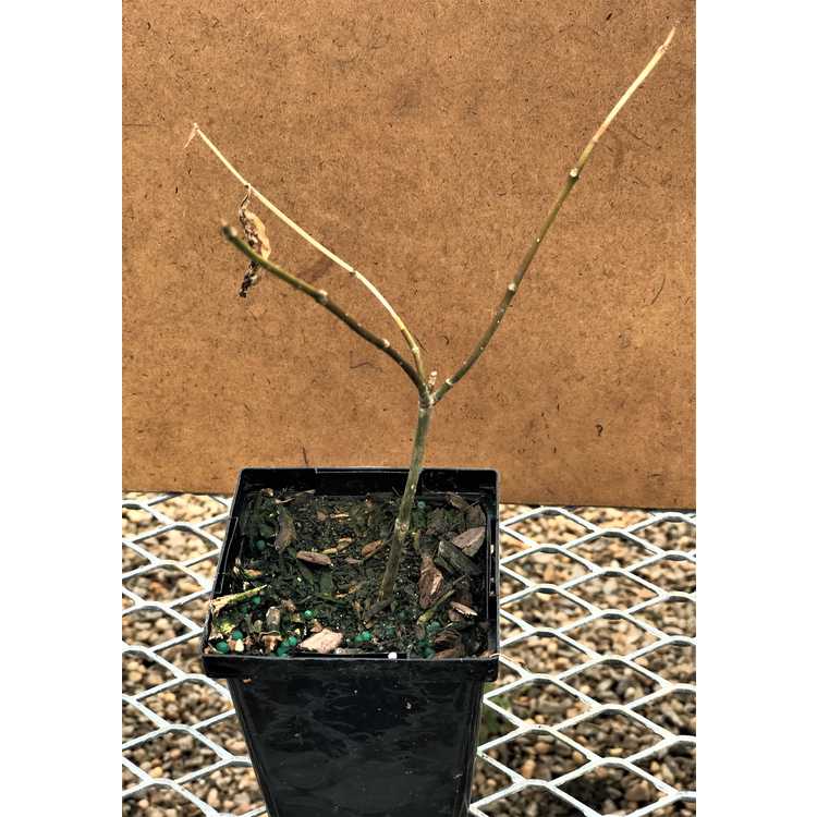 Cephalanthus occidentalis 'Just Deserts'