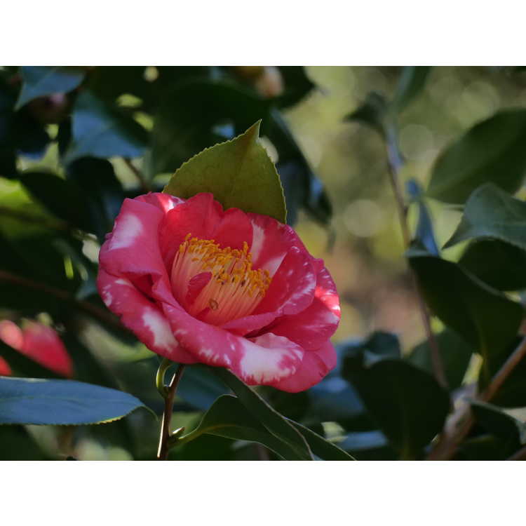 Camellia japonica Reg Ragland