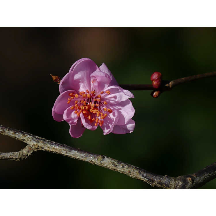 Prunus ×blireana