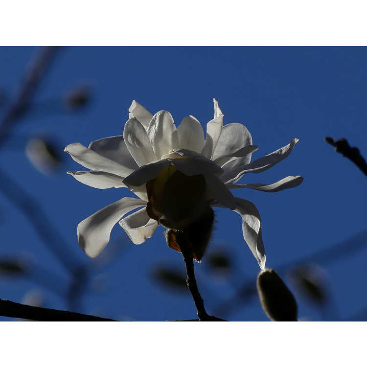 Magnolia stellata 'Scented Silver'