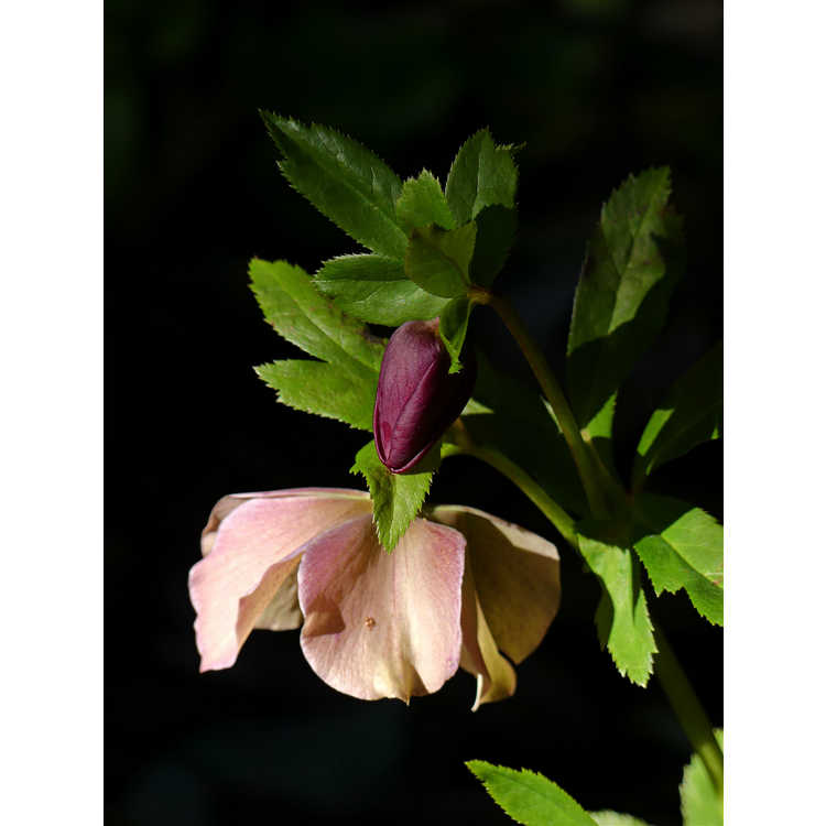 Helleborus ×hybridus (Ashwood Garden hybrids)