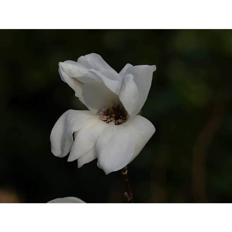 Magnolia stellata 'Scented Silver' - star magnolia