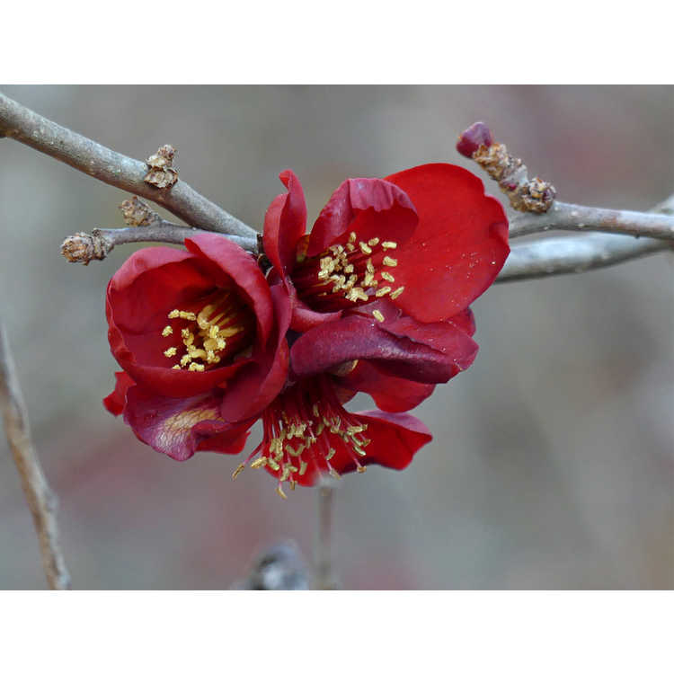 Chaenomeles japonica 'Atsuya Hamada' - Japanese flowering quince