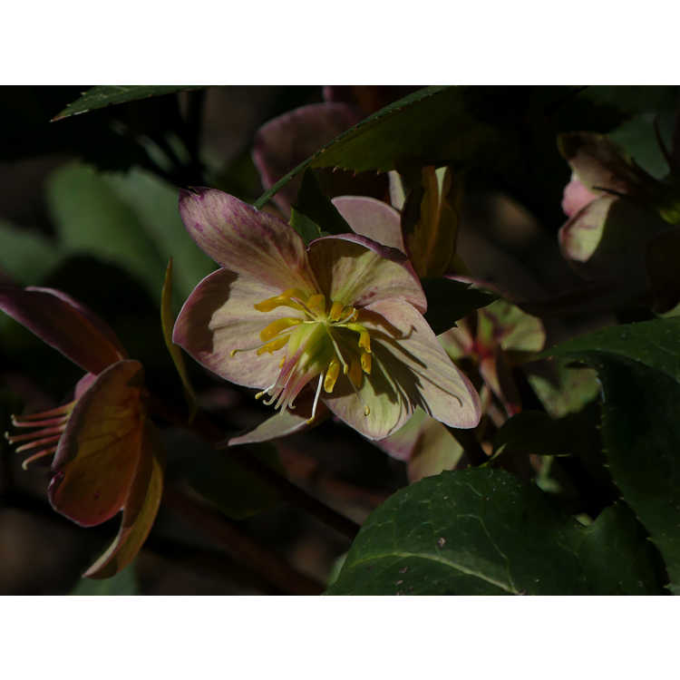 Helleborus ×ericsmithii 'Coseh 790'