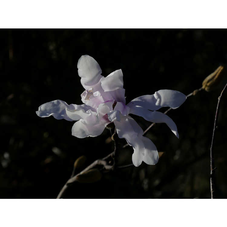 <em>Magnolia stellata</em>