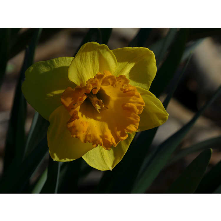 Narcissus 'Orange Frilled' - large-cupped daffodil