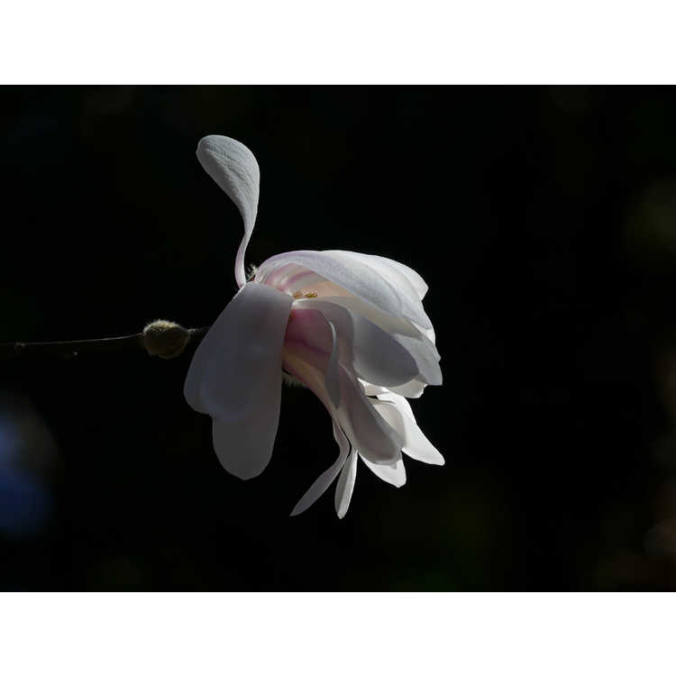 Magnolia stellata 'Waterlily' - many-petalled star magnolia