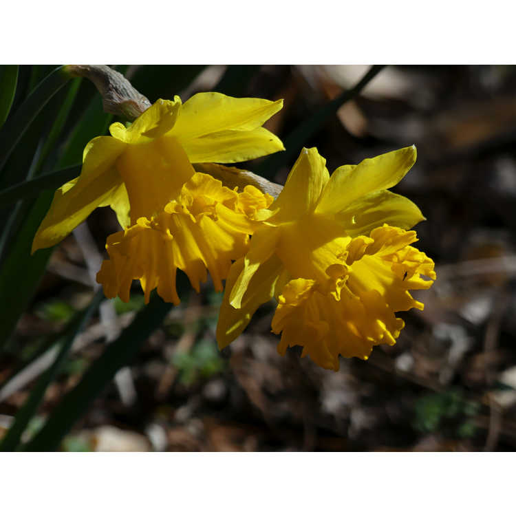 Narcissus Golden Sunbeam