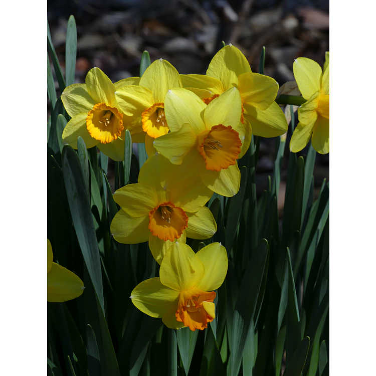 Narcissus 'Border Chief' - large-cupped daffodil