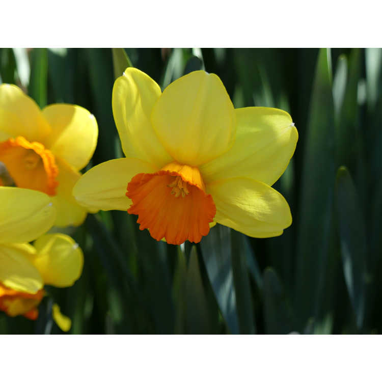 Narcissus 'Monal'