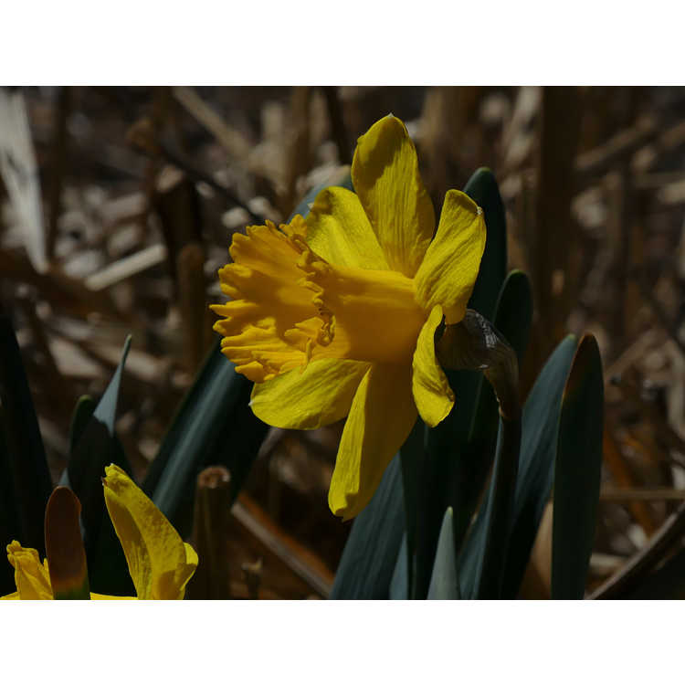 Narcissus Barenwyn