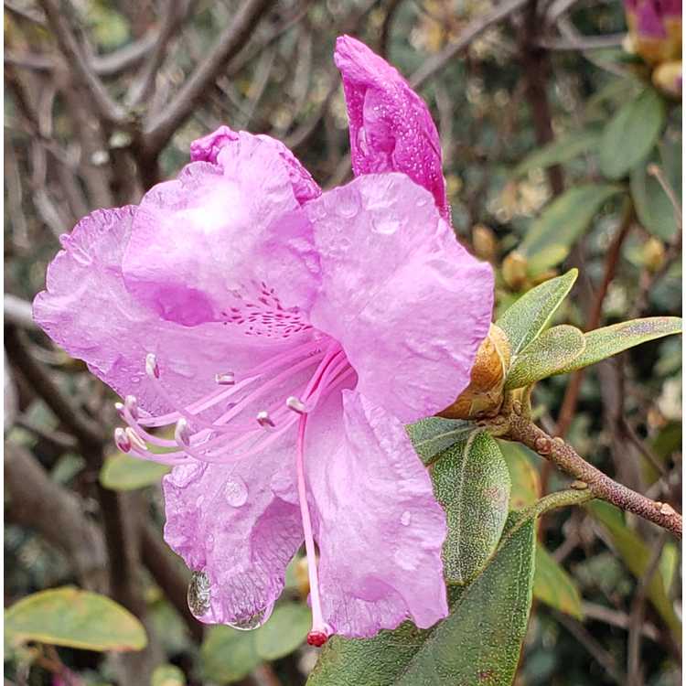 Rhododendron 'Chapmanii Wonder'