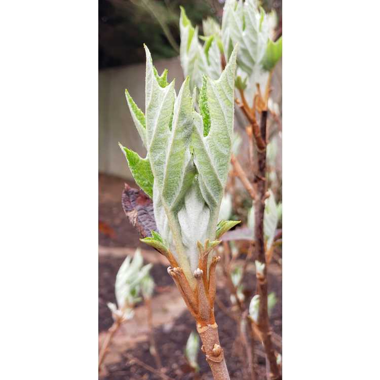 Hydrangea quercifolia 'Emerald Lake' - oakleaf hydrangea