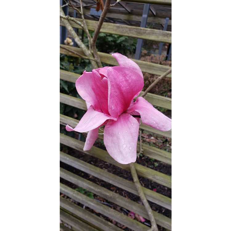 deciduous magnolia
