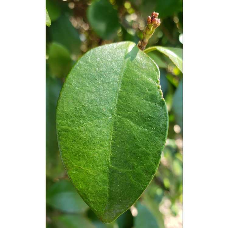 Trachelospermum jasminoides - Confederate jessamine