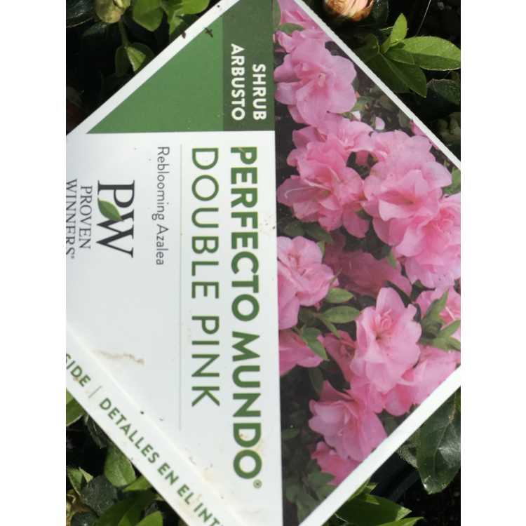 Rhododendron 'Ncrx3' - Perfecto Mundo Double Pink azalea