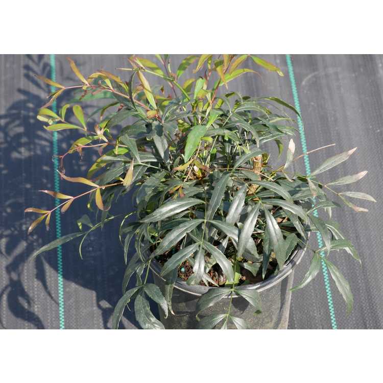 <em>Mahonia eurybracteata</em> 'Narihira'