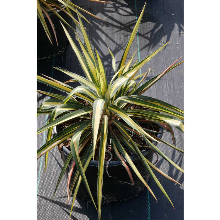 Yucca flaccida 'Color Guard' - gold-stripe weak-leaf yucca