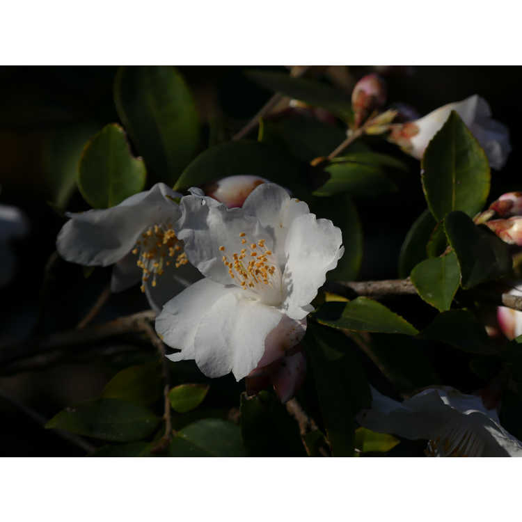 Camellia 'Snow Blizzard' - camellia