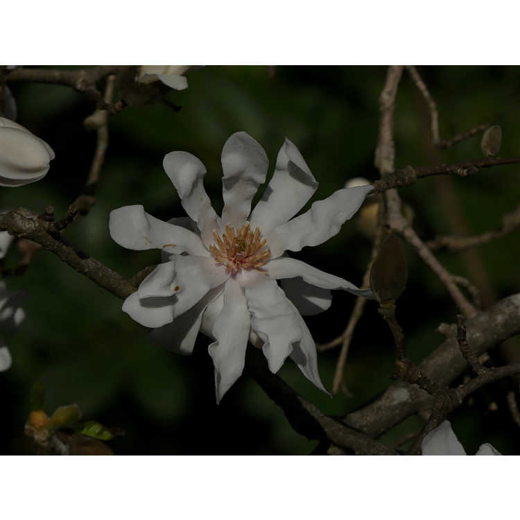 Magnolia ×loebneri 'Ballerina'