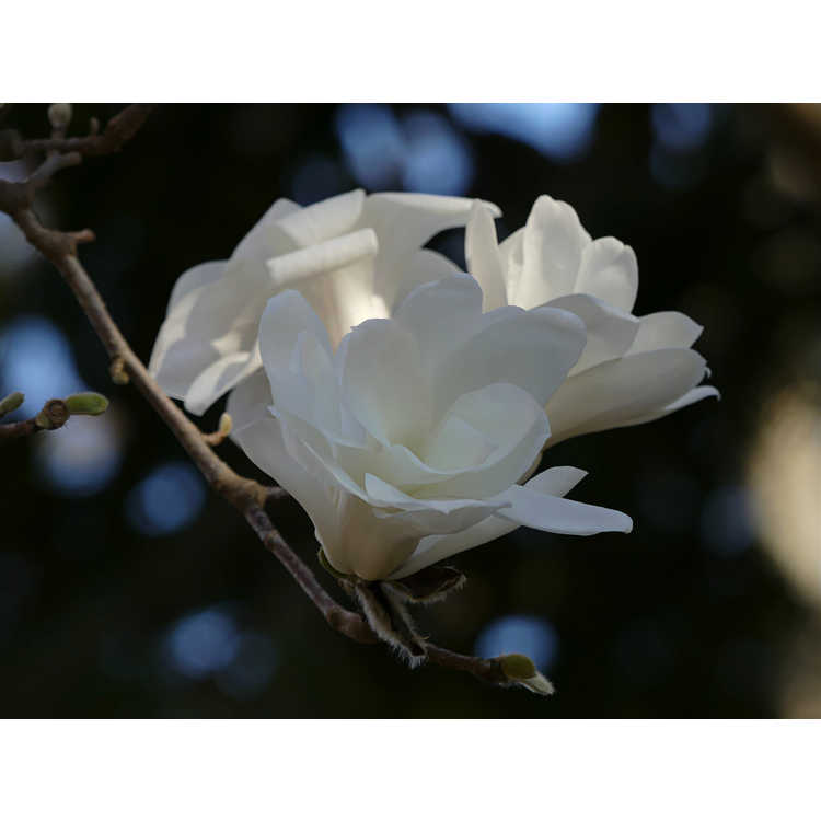 Magnolia Pristine