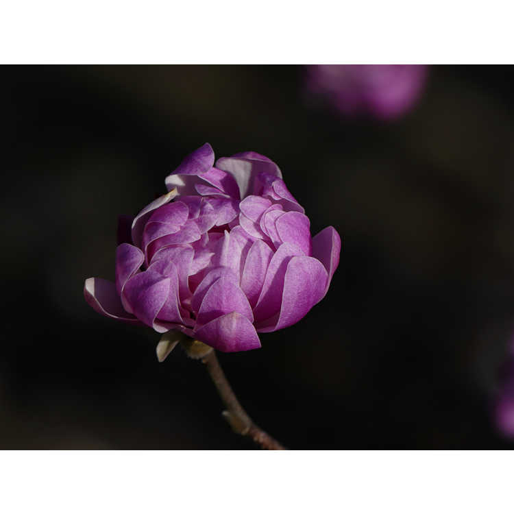 Magnolia stellata 'Chrysanthemumiflora'