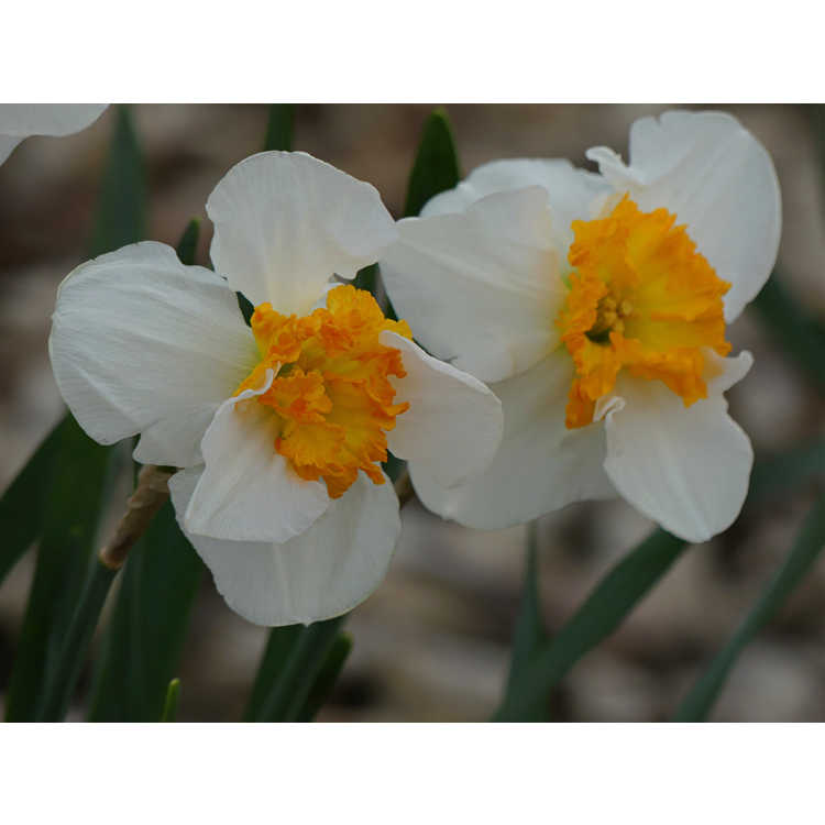 Narcissus 'Doctor Alex Fleming' - large-cupped daffodil