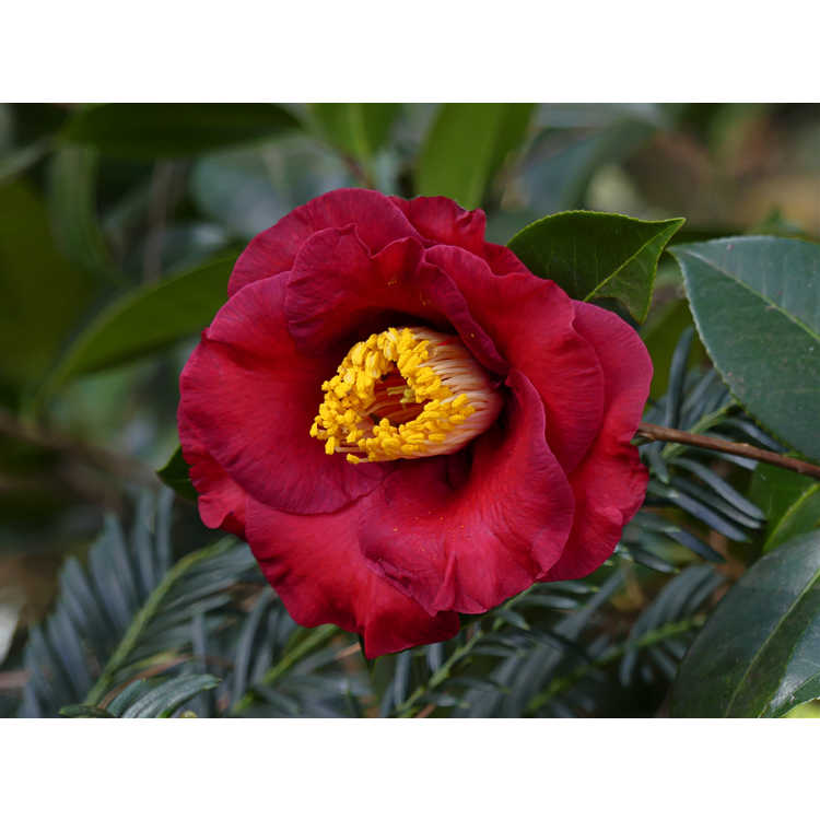 Camellia japonica 'Dr. J.C. Raulston'