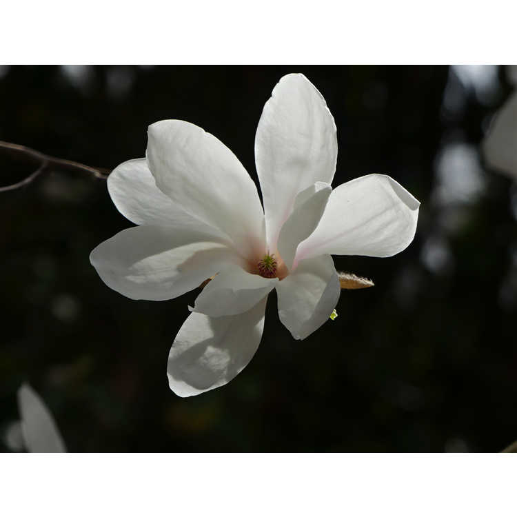 Magnolia ×soulangeana 'Speciosa' - saucer magnolia