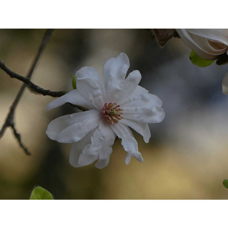 Magnolia ×loebneri 'Ballerina' - Loebner magnolia