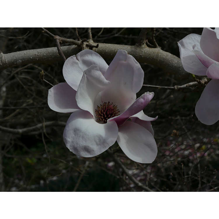 Magnolia soulangeana Opal