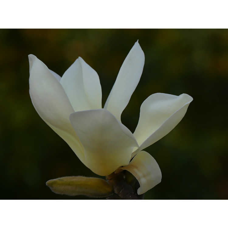 Magnolia 'Goldfinch'
