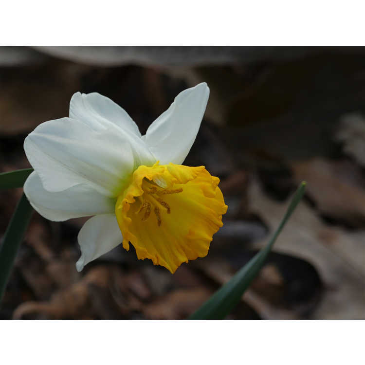 Narcissus 'Orange Comet'