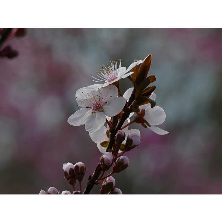 Prunus cerasifera 'Cripoizam'